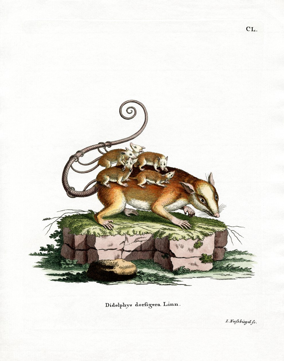 Common Mouse Opossum by German School