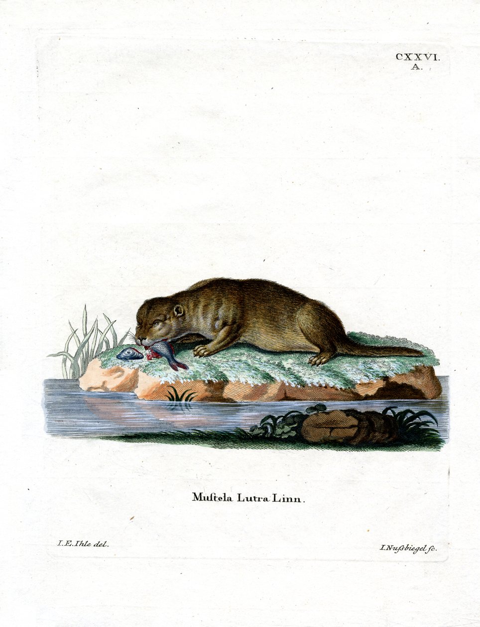 Common Otter by German School