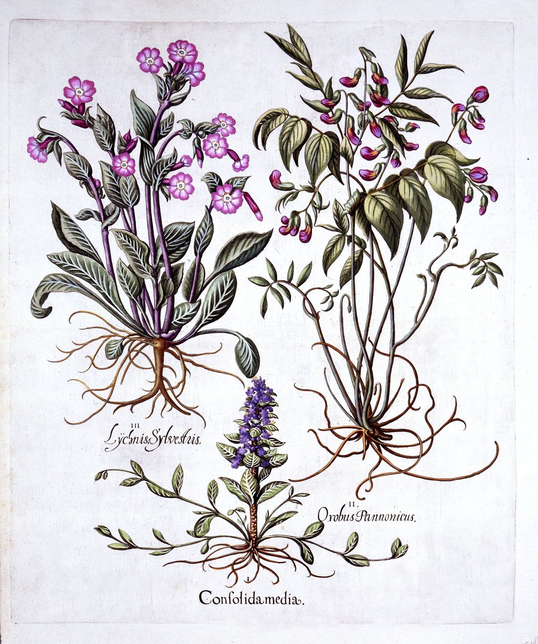 Creeping Bugle, Spring Vetch and Red Campion, from Hortus Eystettensis by German School