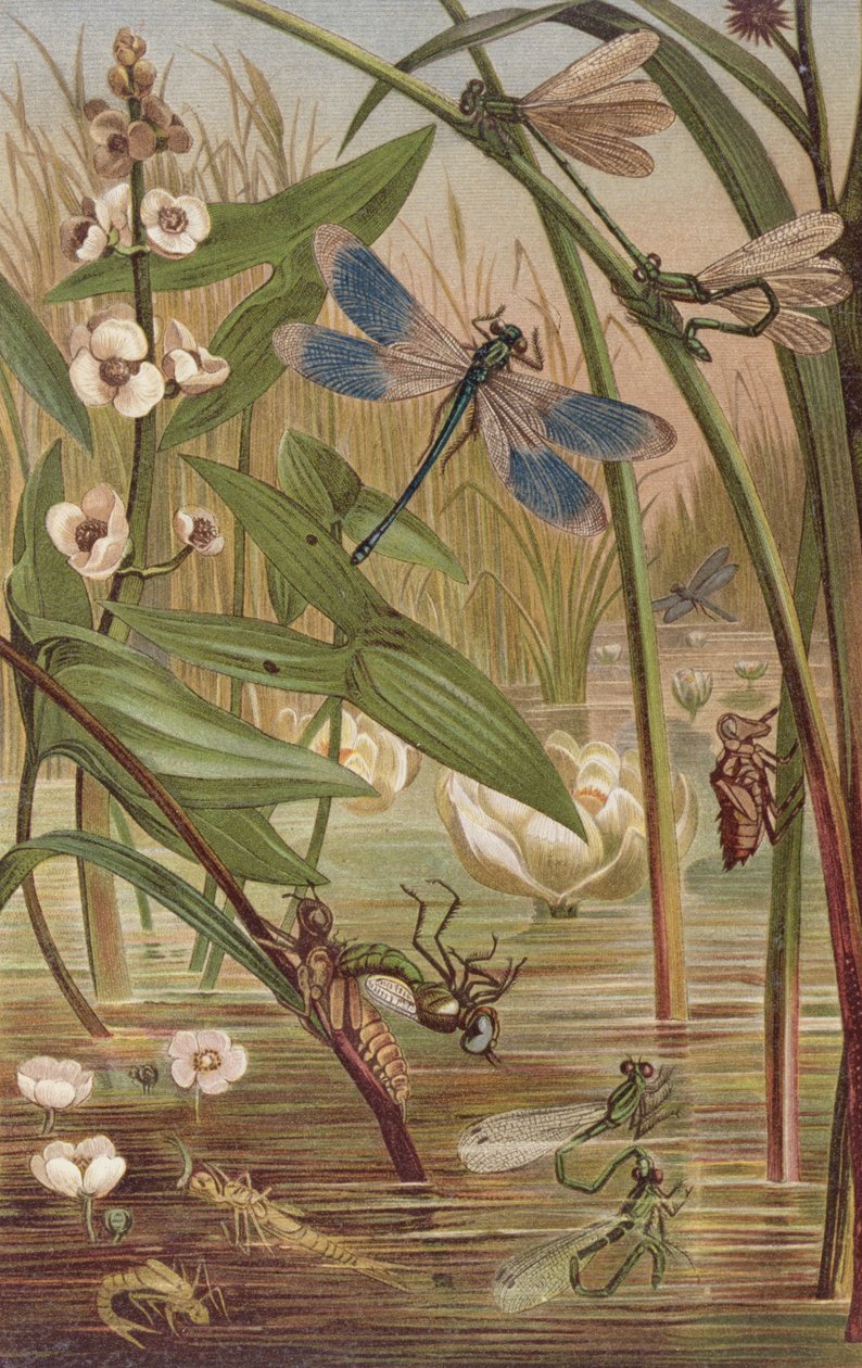 Damselfly Hatching, plate from Brehms Tierleben by German School