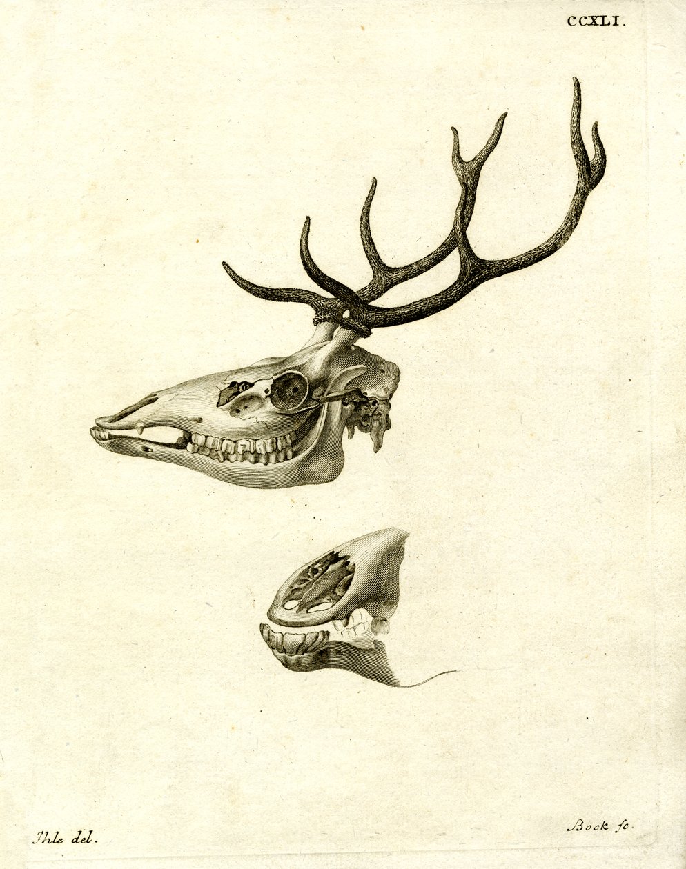 Deer Antlers by German School