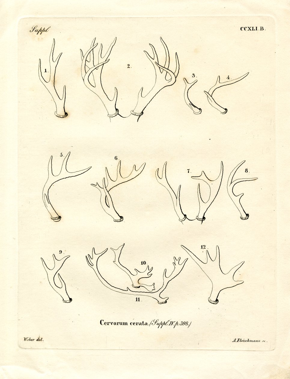 Deer Antlers by German School