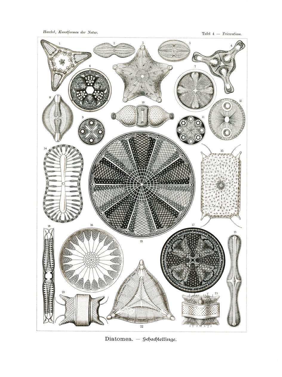Diatomea, 1899-1904 by German School