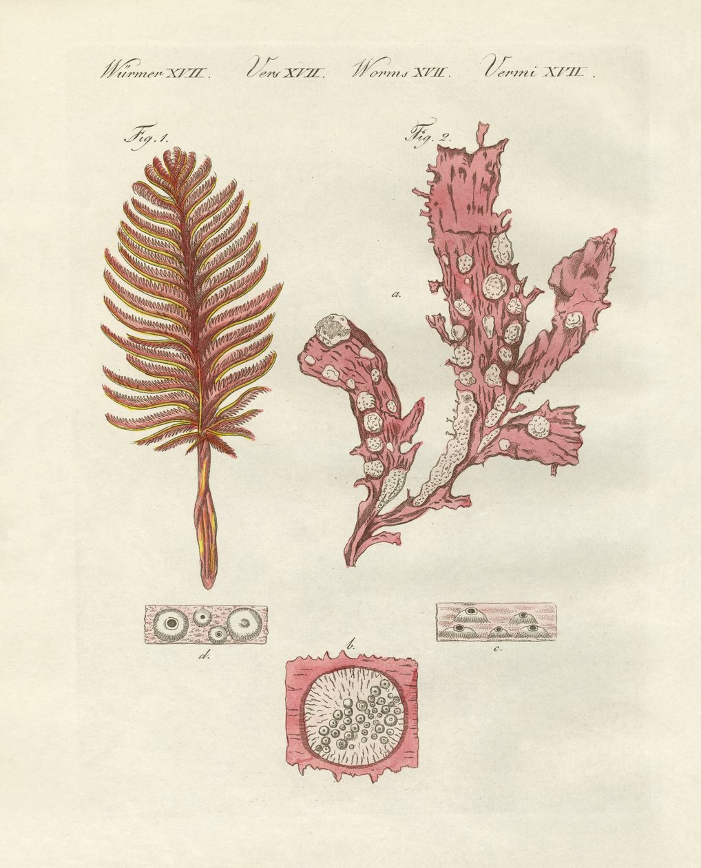 Different kinds of zoophytes or ornamental plants by German School