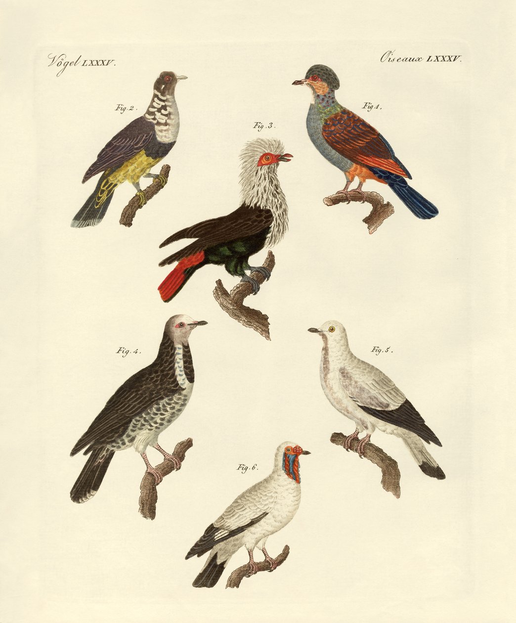 Different Kinds of Foreign Pigeons (coloured engraving) by German School