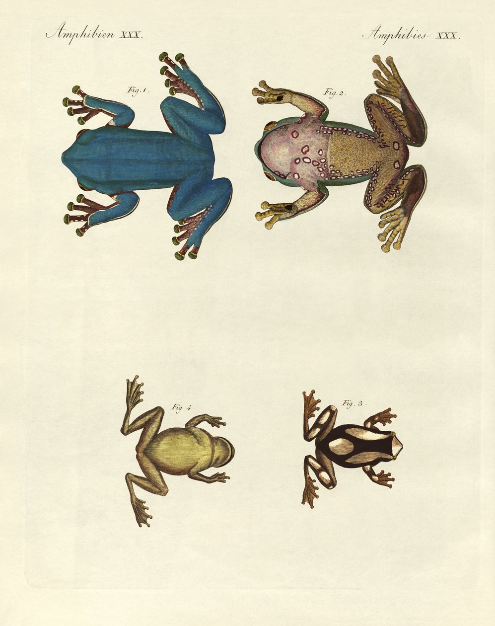 Different Kinds of Foreign Tree Frogs (coloured engraving) by German School