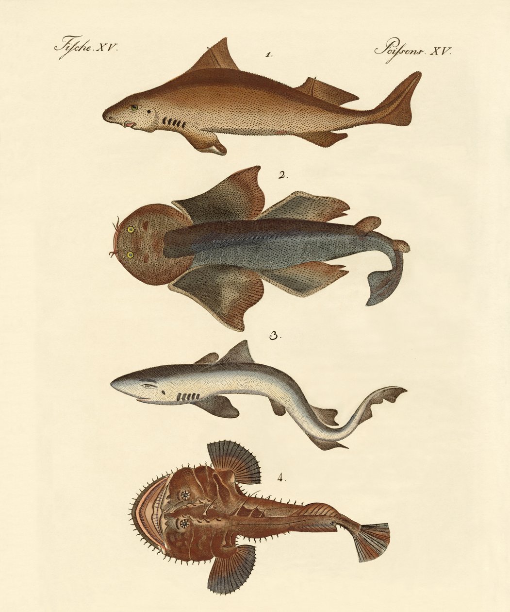 Different Kinds of Sharks by German School