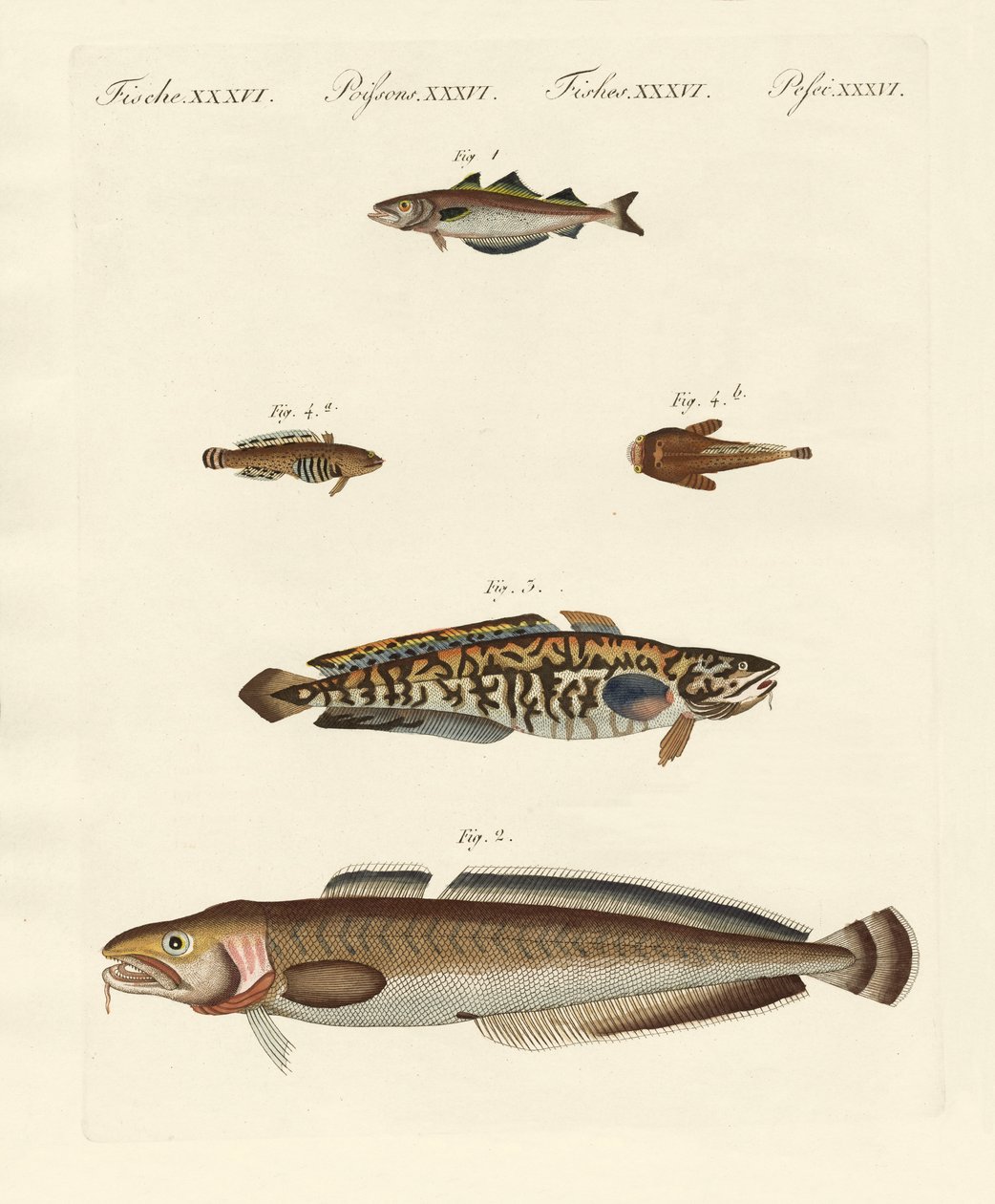 Different Kinds of Shellfish by German School