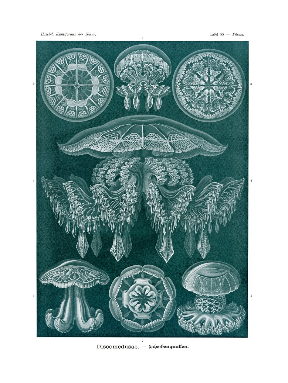 Discomedusae by German School