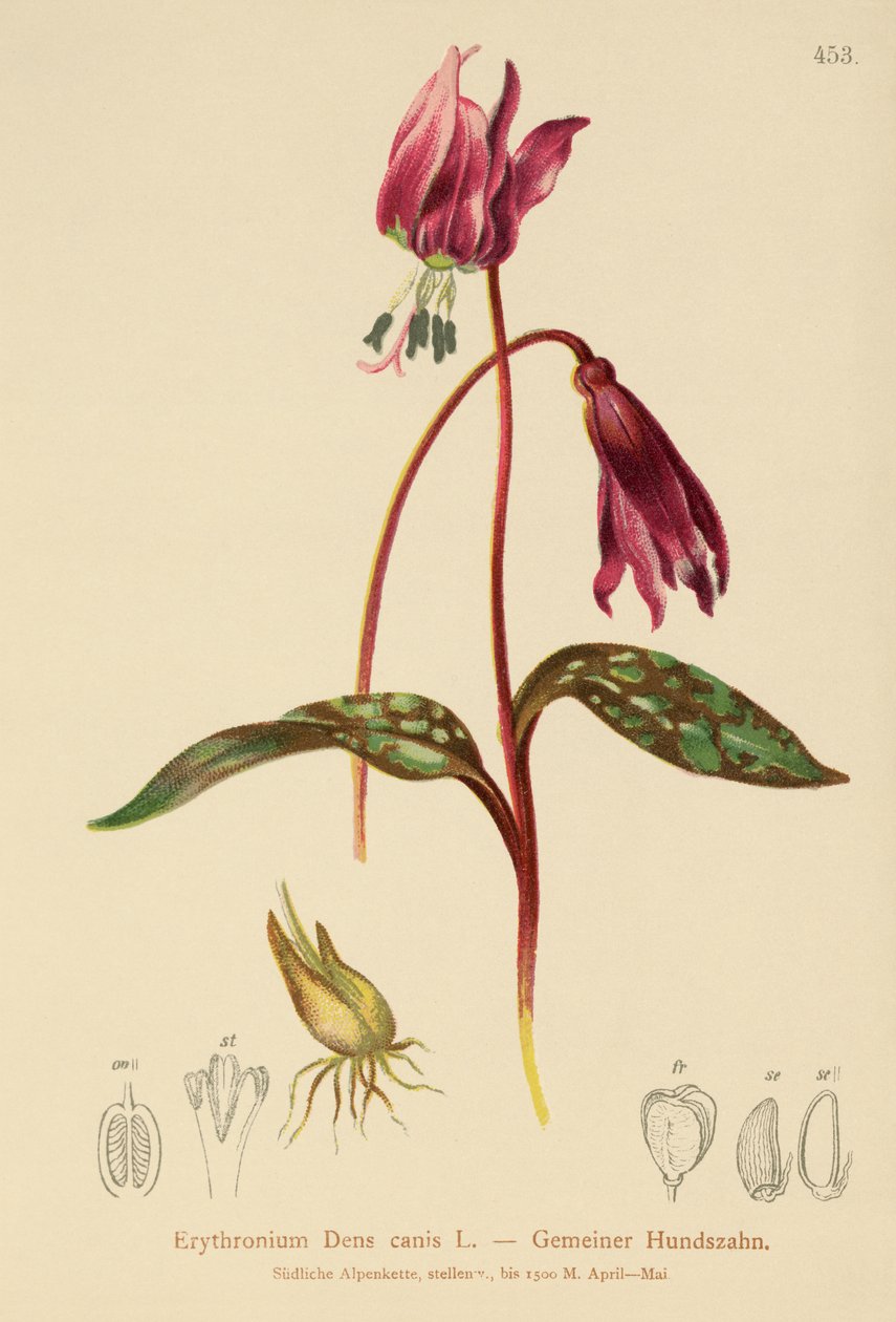 Dogtooth Violet (Erythronium Dens canis, Erythronium caninum )  by German School