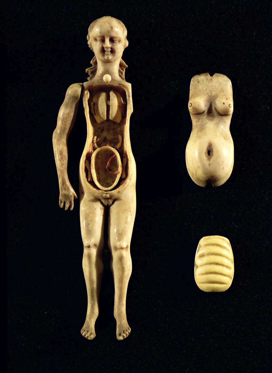 Doll showing the anatomy of the human body by German School