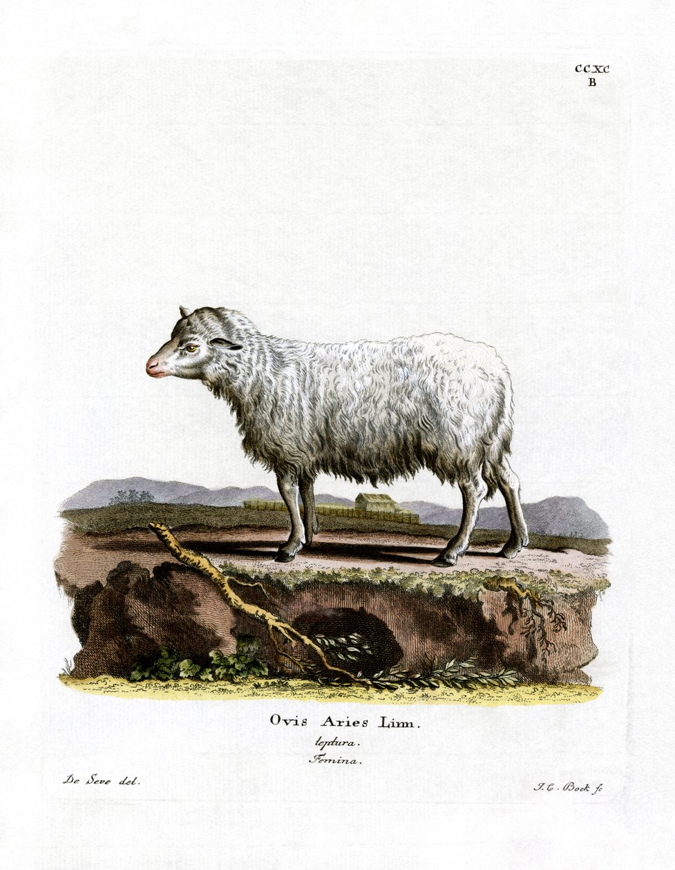 Domestic Sheep by German School