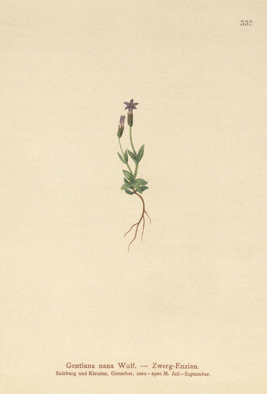 Dwarf Gentian by German School