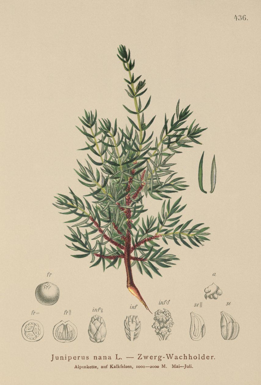 Dwarf Juniper by German School