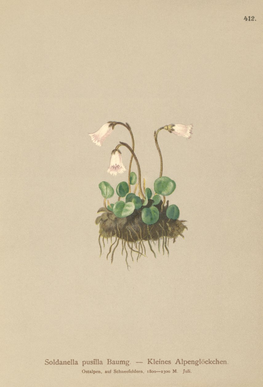 Dwarf Snowbell by German School