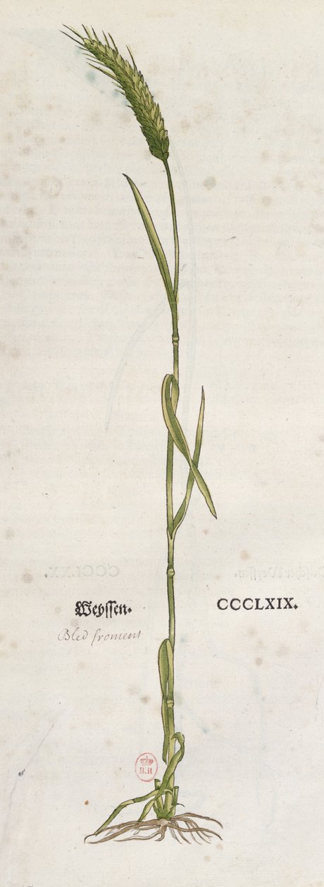 Ear of wheat, from The Herbarium by Leonhart Fuchs, published in Basel, 1555 by German School