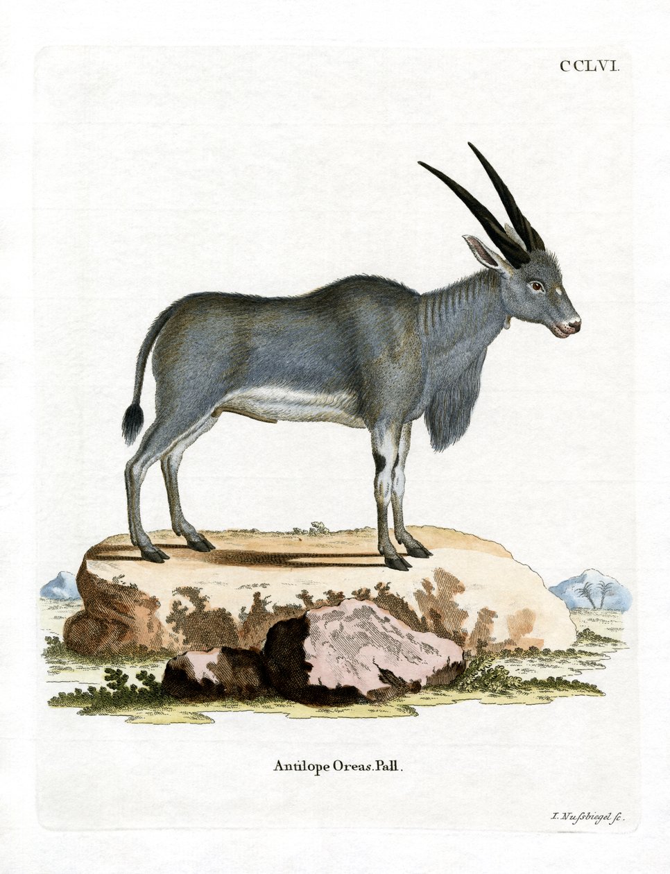 Eland Antelope by German School