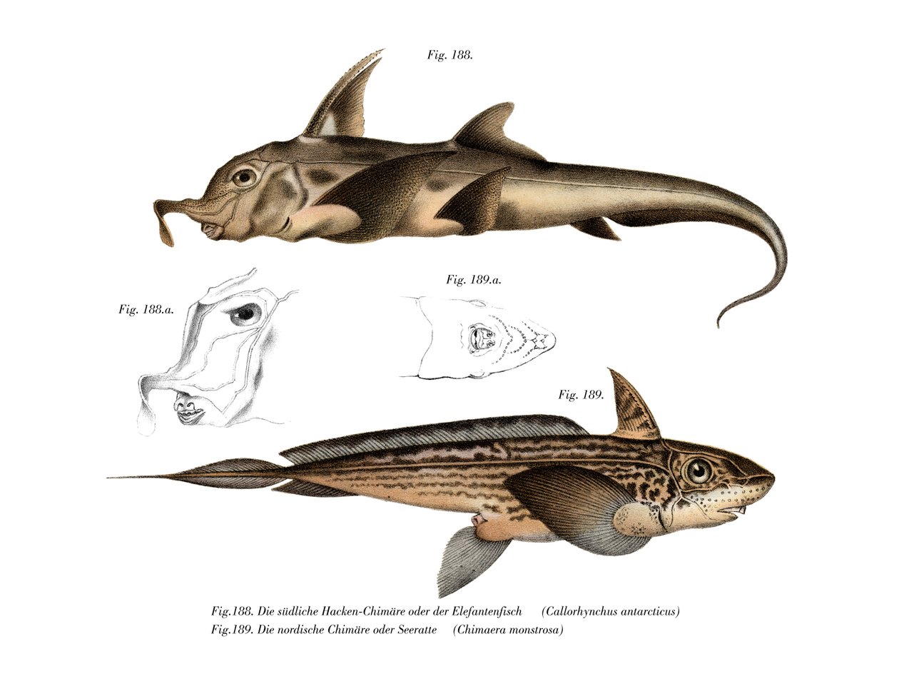 Elephant Fish by German School: Buy fine art print