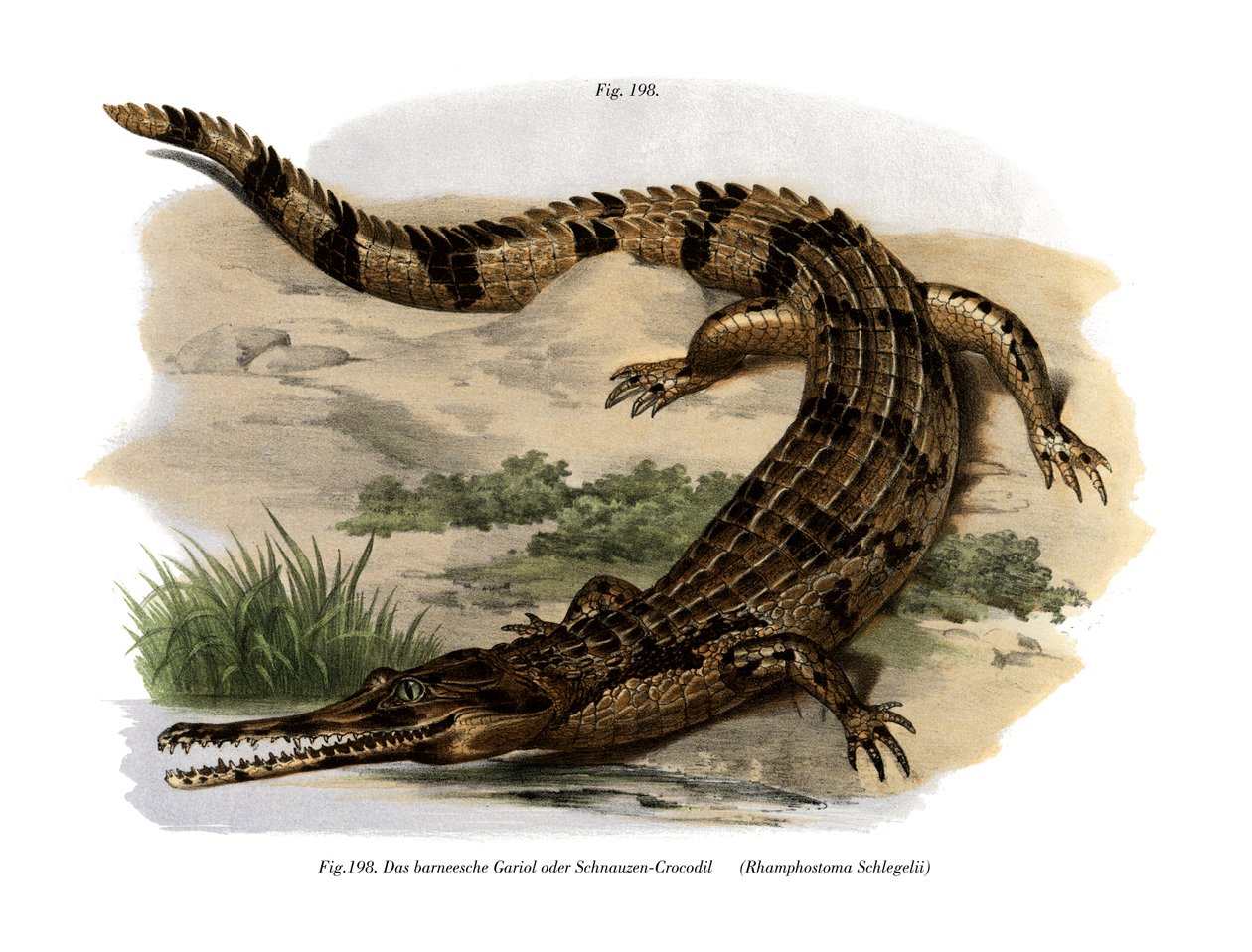 False Gharial (colour litho) by German School