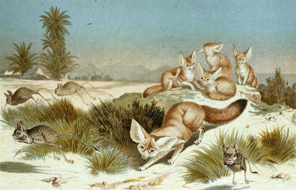 Fennec Fox, plate from 