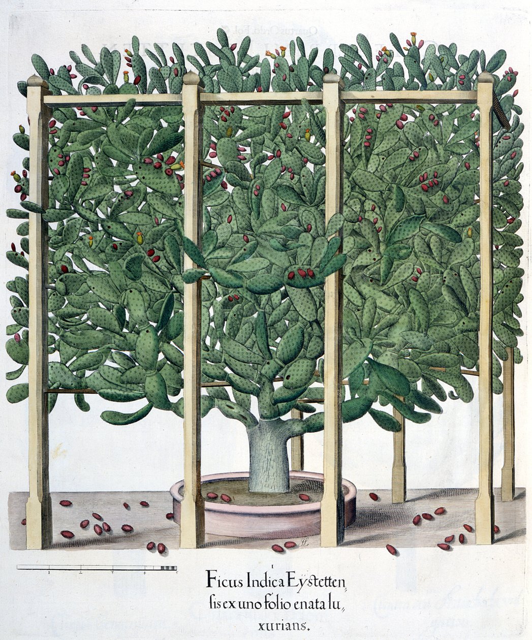 Ficus Indica Eystettensis, from the Hortus Eystettensis by Basil Besler, pub. 1613 by German School