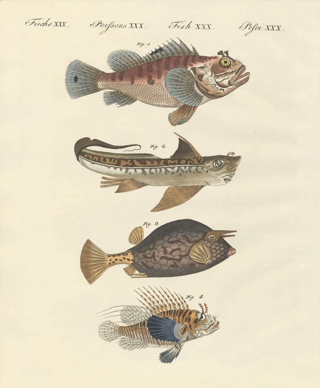 Fish with a strange form by German School: Fine art print