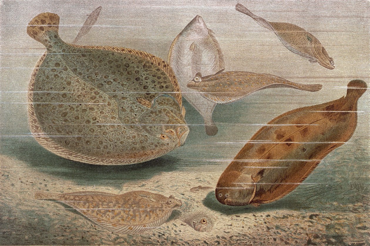 Flat Fish, plate from Brehms Tierleben by German School