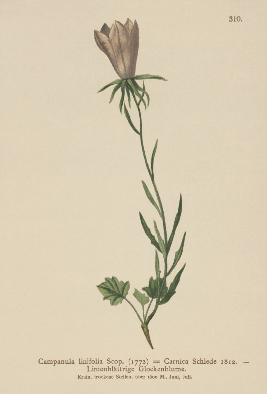 Flax Leaved Bellflower (Campanula linifolia, Campanula Carnica)  by German School