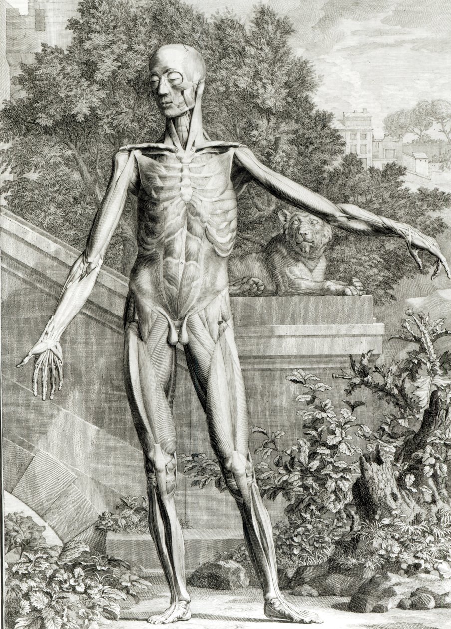 Flayed body, from Tables of the Skeleton and Muscles of the Human Body by Bernard Siegfried Albinus by German School