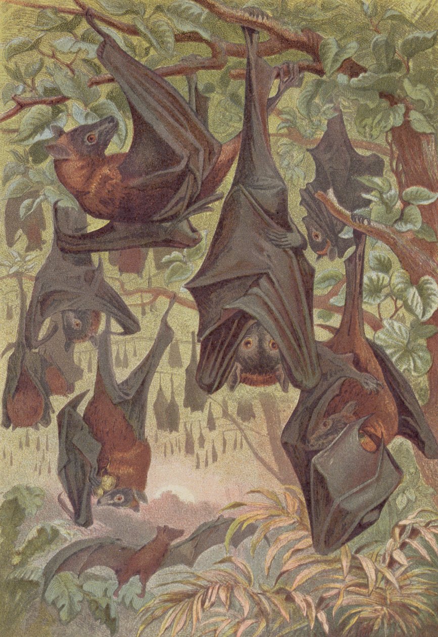 Flying Fox, plate from Brehms Tierleben by German School