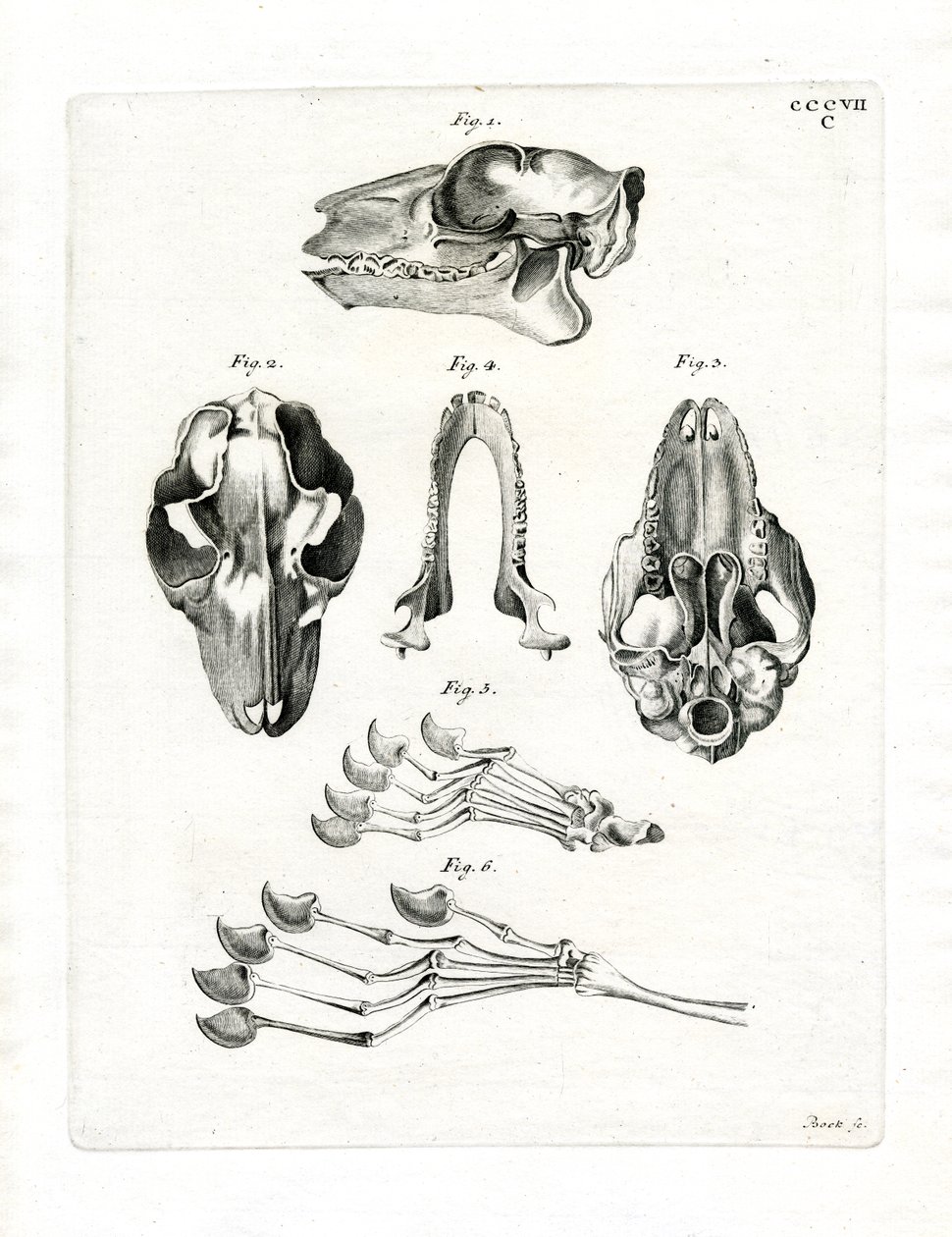 Flying Lemur Skull by German School