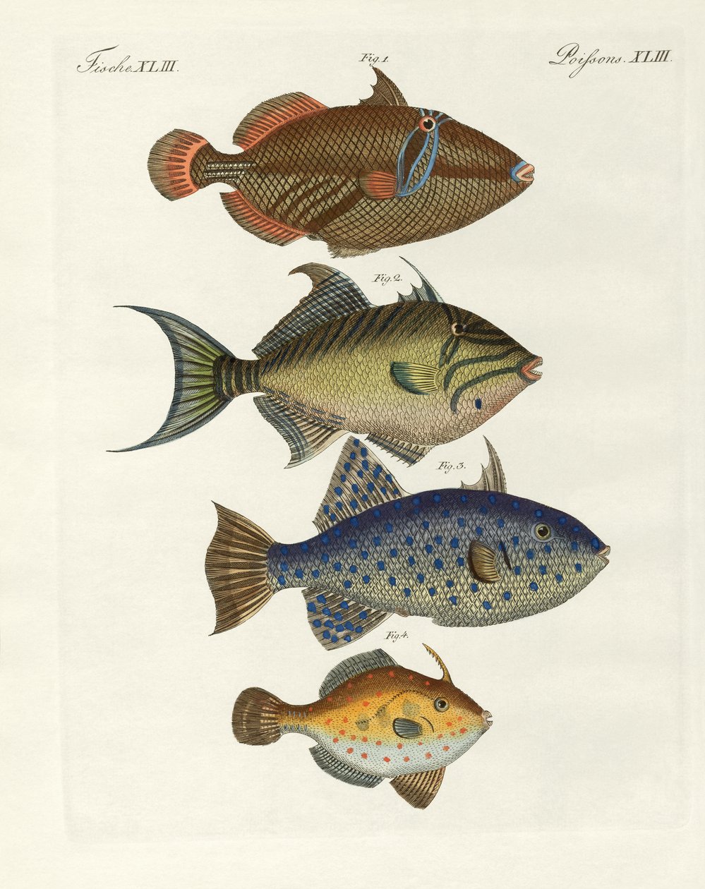 Foreign fish by German School: Buy fine art print