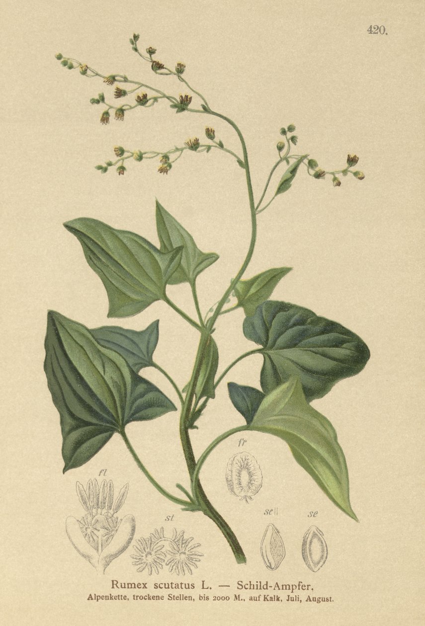 French Sorrel (Rumex scutatus)  by German School