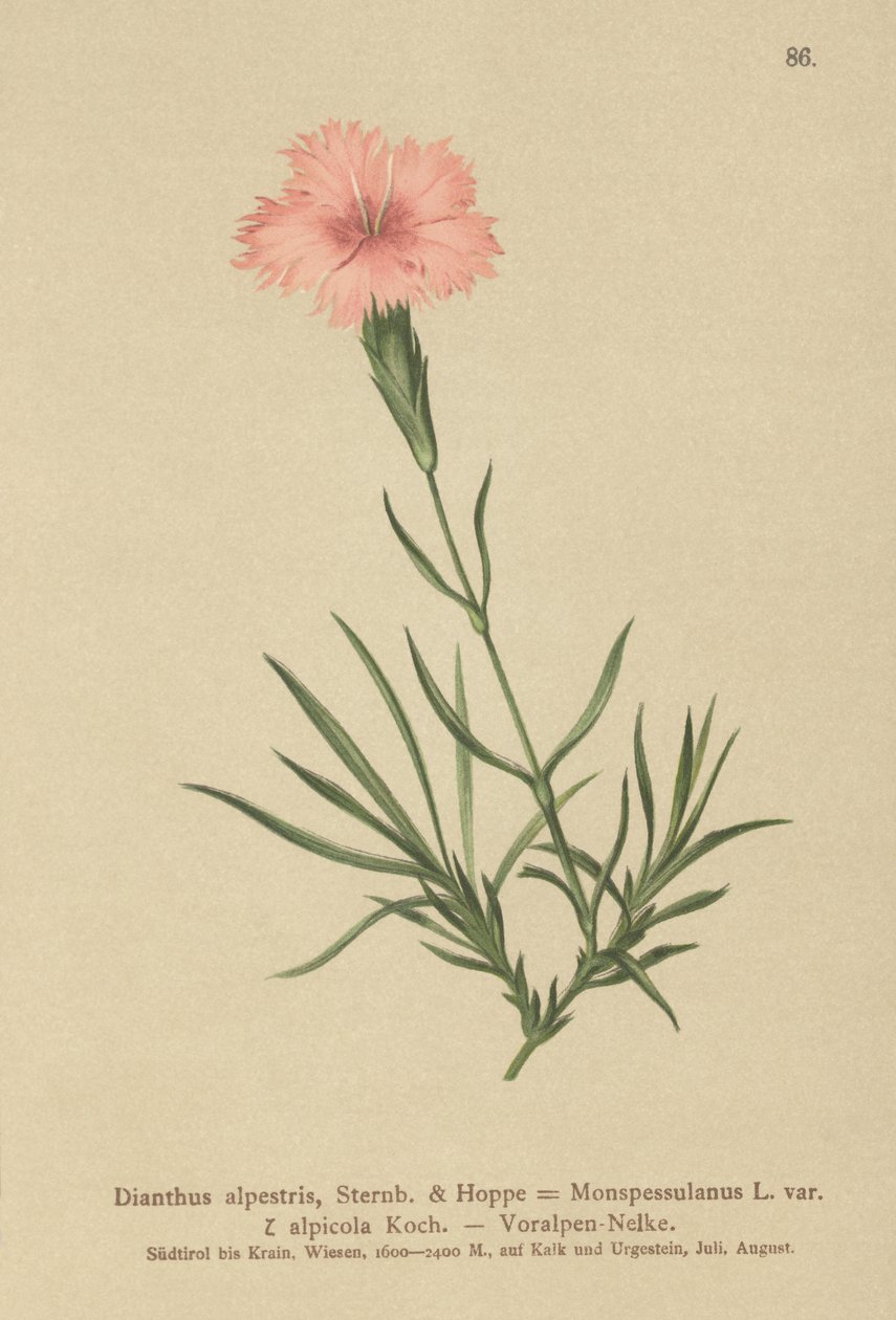 Fringed Pink by German School