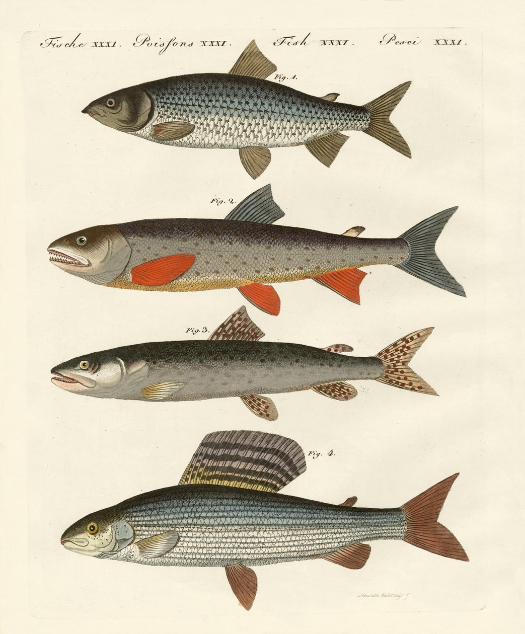 German river fish by German School