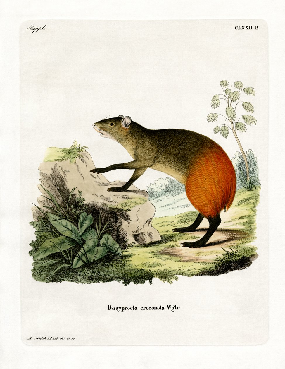 Golden-rumped Agouti by German School