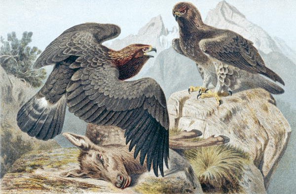 Golden Eagle, plate from 
