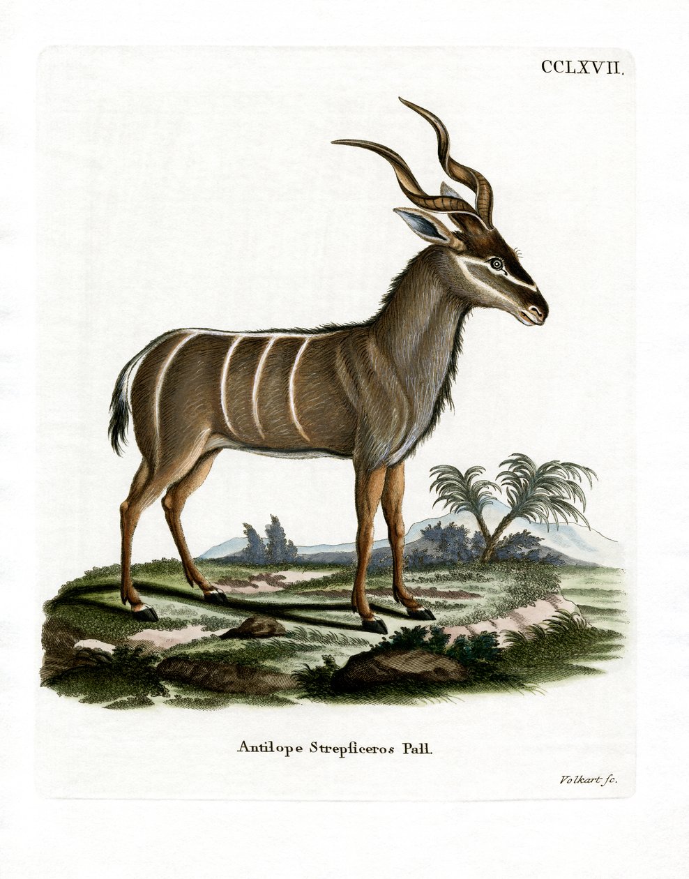 Greater Kudu by German School