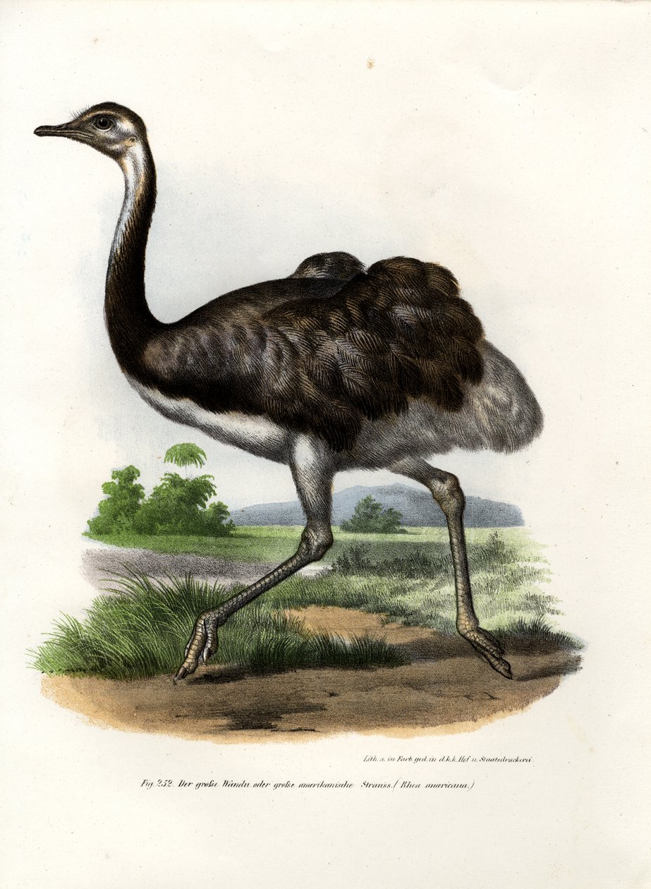 Greater Rhea by German School: Premium art reproduction