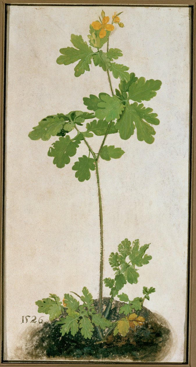 Greater Celandine by German School