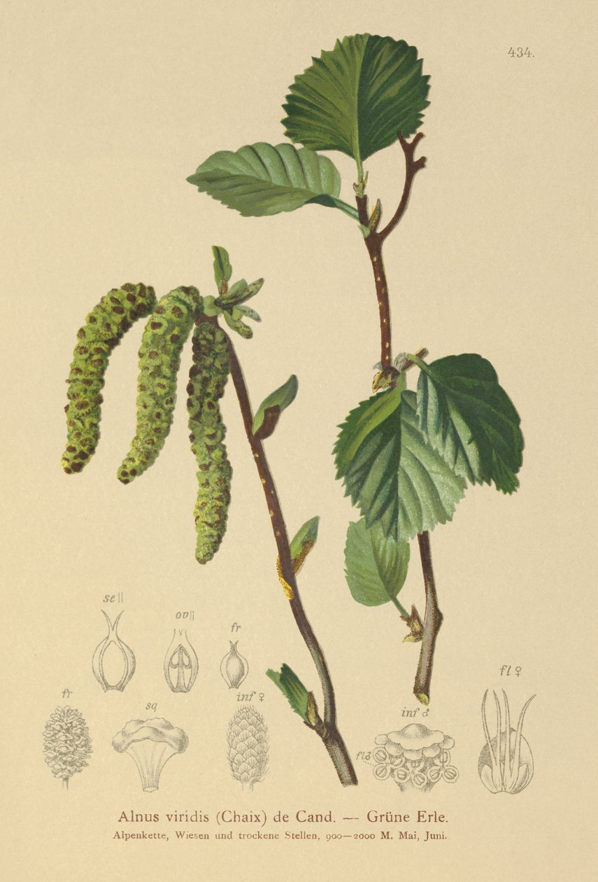 Green Alder by German School