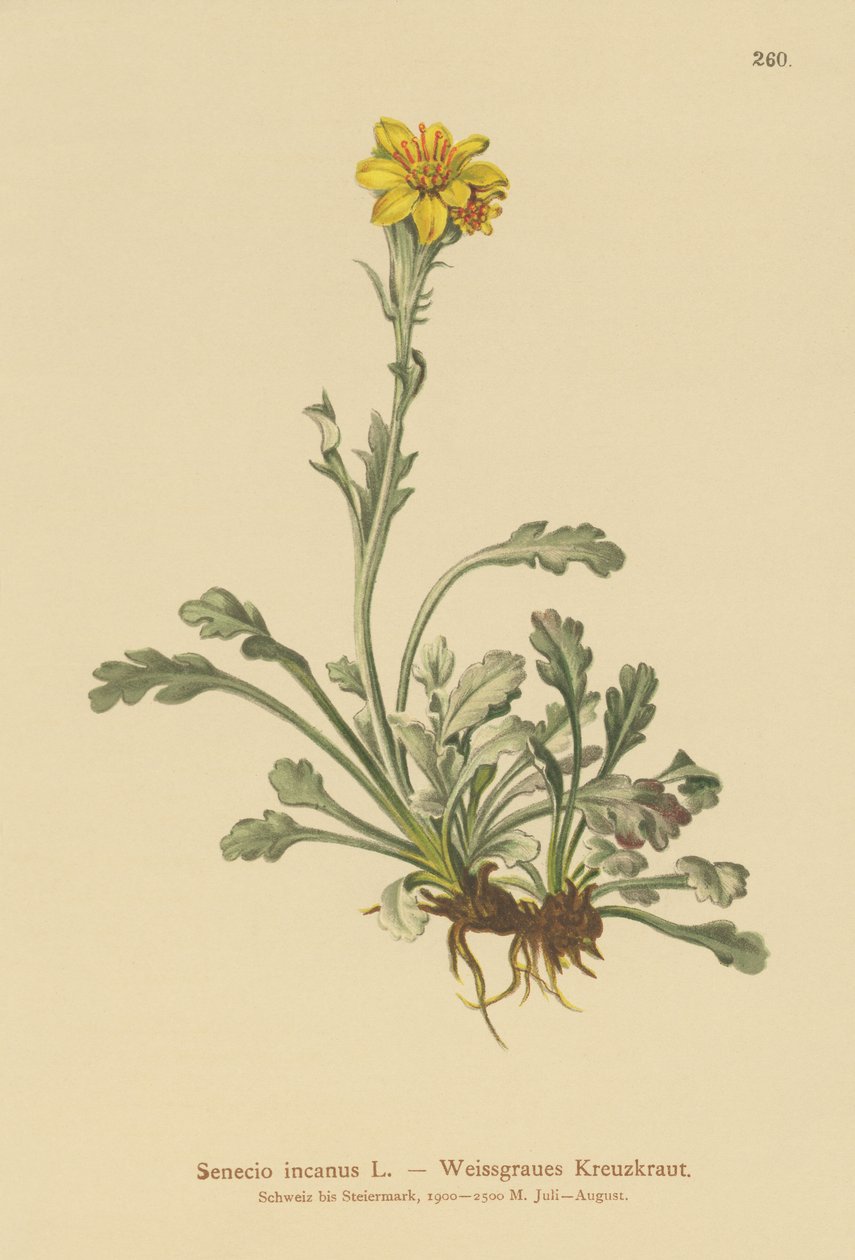 Grey Ragwort by German School