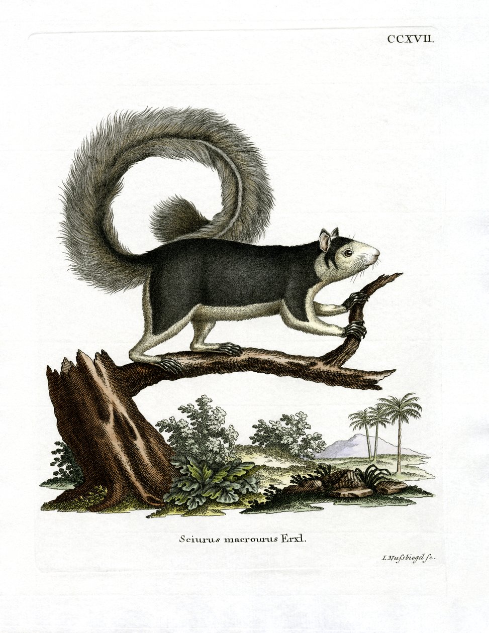 Grizzled Giant Squirrel by German School
