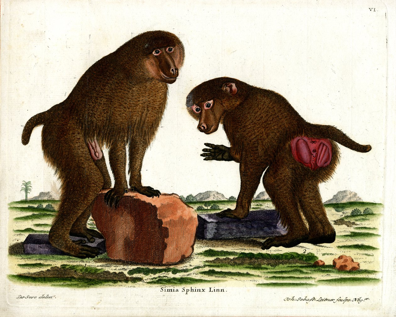 Guinea Baboon (coloured engraving) by German School