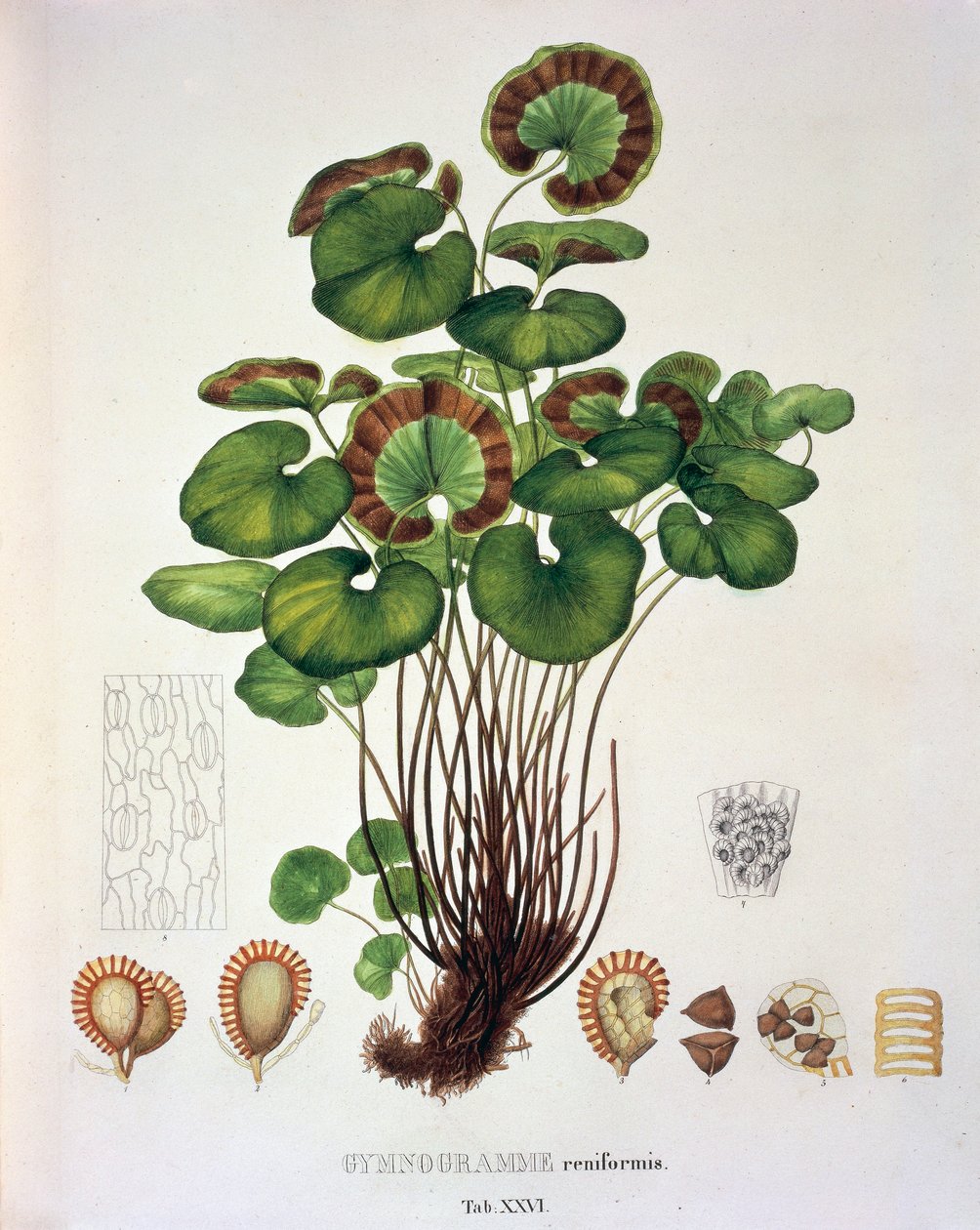 Gymnogramme Reniformis, table XXVI from 