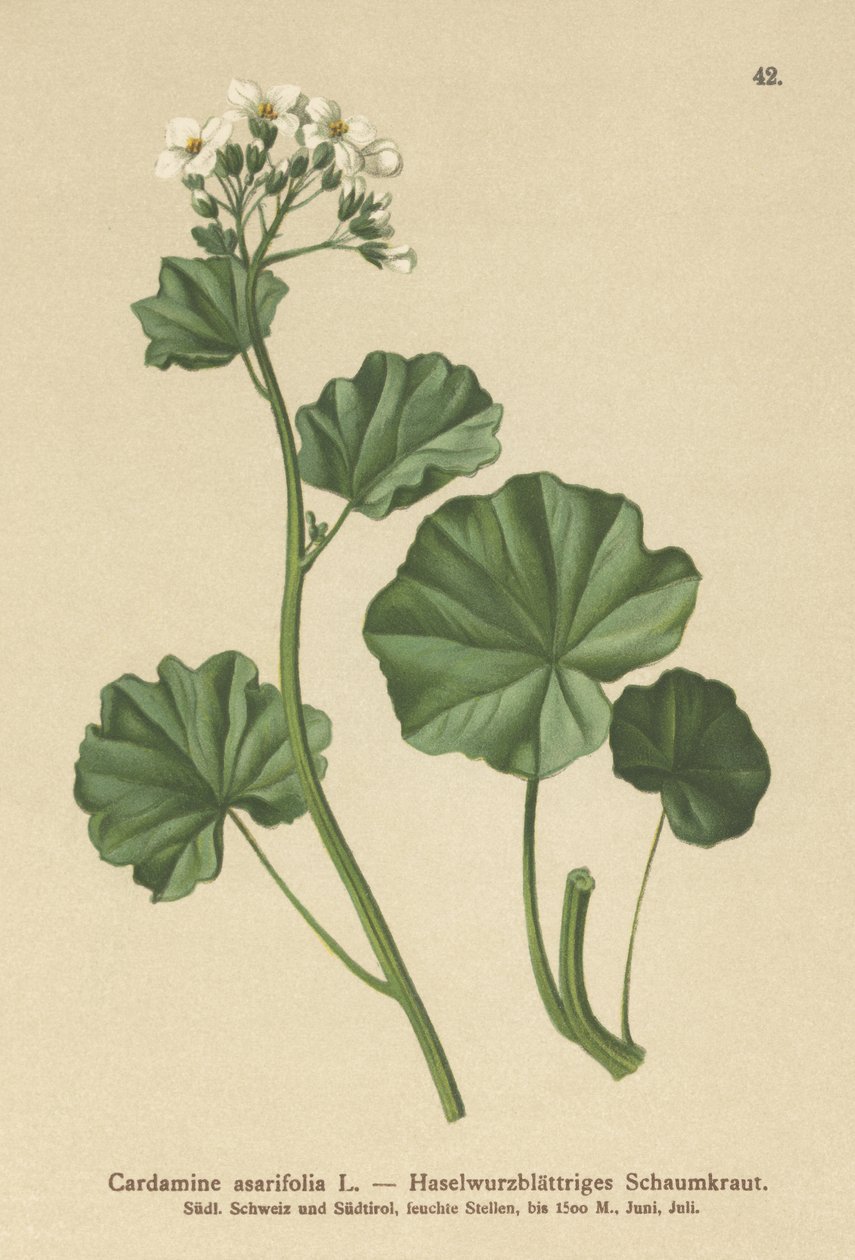 Hairy Bittercress by German School