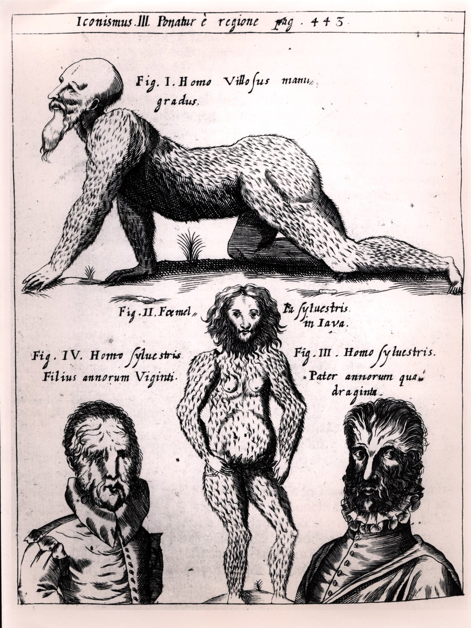 Hairy man and Wild man, illustration from Physica Curiosa by Gaspar Schott by German School