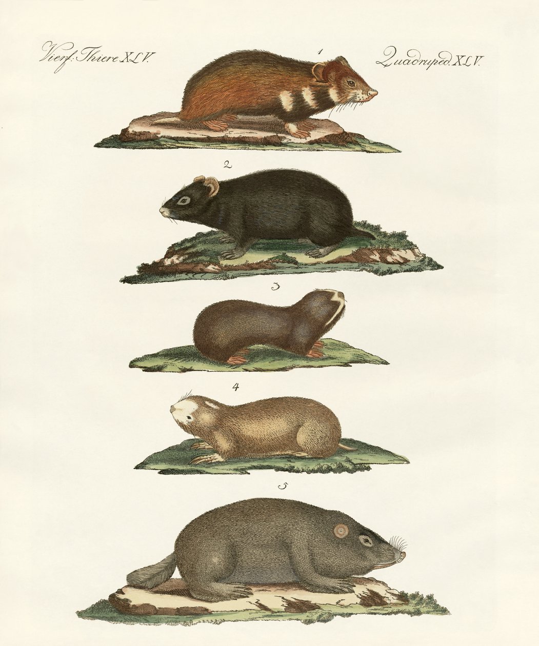 Hamsters and Field Voles by German School