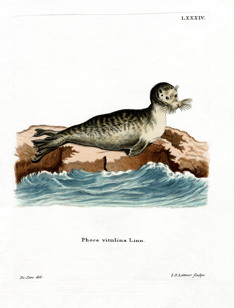 Harbor Seal by German School