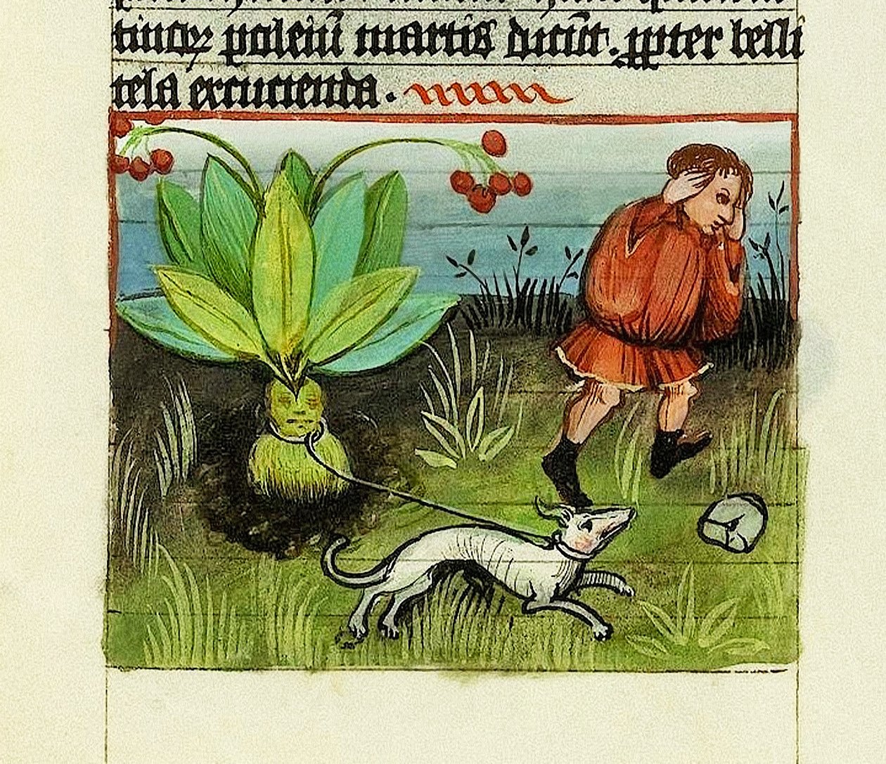 Harvesting Mandrake, De Rerum Naturis - Rabanus Maurus, c.1425 by German School